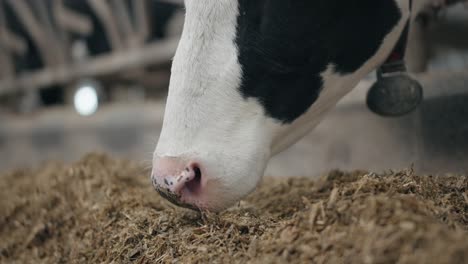 Close-Up-Of-Dairy-Cow's-Mouth-Eating-Hay-In-The-Shed