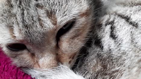 Macro-close-up-shot-of-tabby-kitten-head-falling-asleep