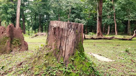 Zoom-in-shot-of-cut-tree-stump,-termite-mound-in-background