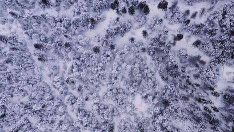 Aerial-drone-shot-flying-over-frozen-snow-covered-mature-pine-tree-forest-in-northern-territories