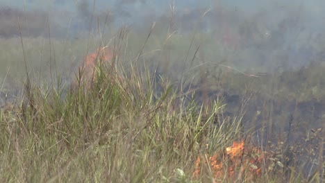 Incendios-Forestales-En-La-Selva-Amazónica-Queman-Hierba-De-Una-Temporada-De-Sequía-Causada-Por-El-Calentamiento-Global