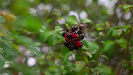 Red-and-black-berries-on-tree,-slow-pan,-reveal