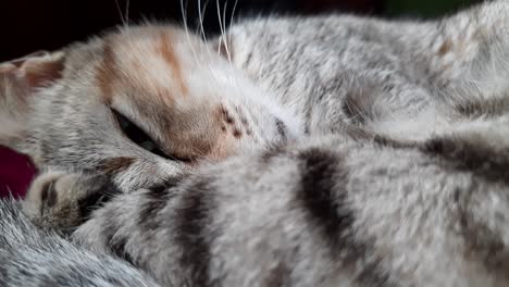 Sleeping-kitten-curled-up,-opening-eye-to-camera