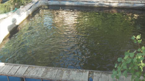 Ripples-of-fish-in-Small-scale-fish-farm-by-fresh-water-river