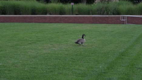 A-goose-who-has-suffered-a-foot-injury-rests-alone-on-some-fresh-cut-grass