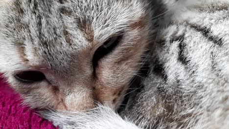 Macro-close-up-shot-of-tabby-kitten-head-sleeping-peacefully