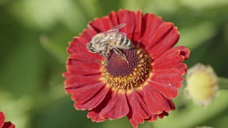 Close-up-view-of-a-honey-bee-pollinating-a-flower-and-eating-nectar