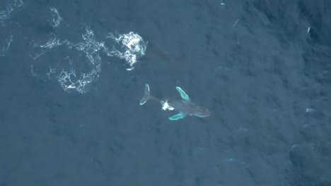 Whale-mon-and-calf-during-migration-season-near-Victoria-coastline,-Australia,-aerial-shot