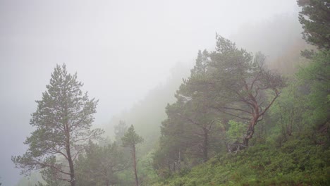 Pine-Trees-In-The-Mountain-On-A-Foggy-And-Cold-Morning