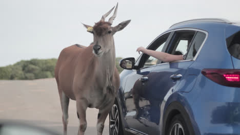 In-West-Midlands-Safari-Park,-England,-a-common-eland-that-has-approached-the-blue-car-is-being-fed-by-people-in-the-said-car