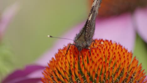 One-Small-Tortoiseshell-Butterfly-eating-Nectar-From-orange-Coneflower---macro-shot