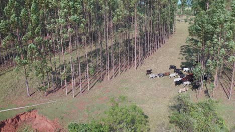 Aerial-view-of-livestock-in-the-integrated-system-Lavoura,-livestock,-forest