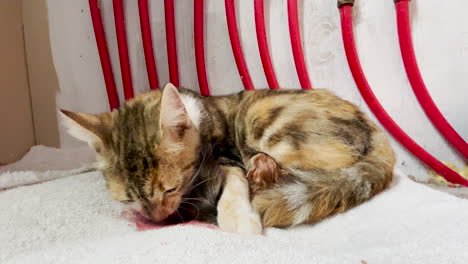 Female-calico-cat-eats-placenta-after-giving-birth-to-baby-kitten