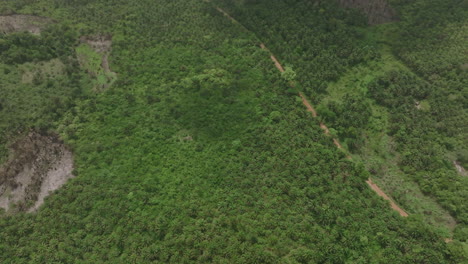 Wide-aerial-footage-of-a-dirt-road-in-the-middle-of-a-jungle