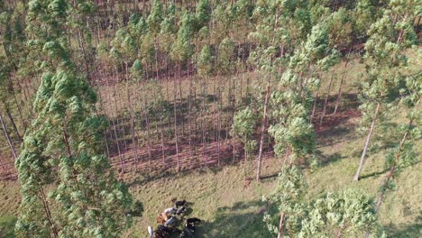 Aerial-view-of-livestock-in-the-integrated-system-Lavoura,-livestock,-forest-3