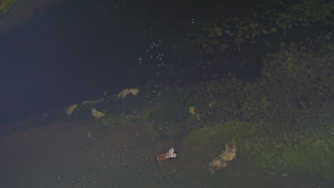 Drone-shot-of-Flock-Of-Ducks-Swimming-In-Green-Lake-Water