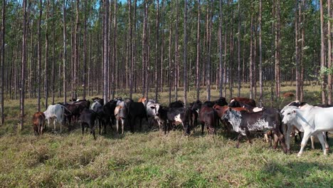 Aerial-view-of-livestock-in-the-integrated-system-Lavoura,-livestock,-forest-2