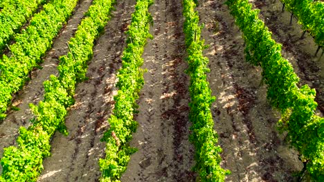 Aerial-drone-footage-of-vineyards,-golden-green-grape-field-rows-in-Koilani,-Limassol,-Cyprus-5