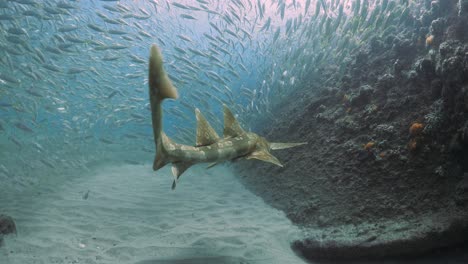 First-Person-View-Folgt-Einem-Hai,-Der-Einen-Großen-Fischschwarm-Tief-Unter-Der-Meeresoberfläche-Teilt