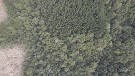 Push-out-top-down-view-of-healthy-Forest-with-trees-and-pines-and-some-stone-surfaces-on-the-sides