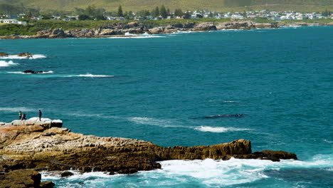 Tourists-whale-watching-off-rocks-on-coastline,-ecotourism-in-Hermanus