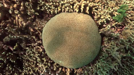 Brain-coral-filmed-from-above-while-rotating-the-camera-anti-clockwise