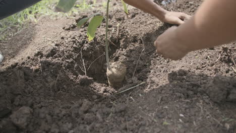 Slow-motion-footage-of-a-small-sapling-in-a-hole-with-hands-filling-up-the-hole-with-dirt