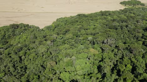 Devastation-of-native-forests-for-soybean-planting,-southern-Brazil