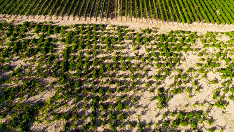 Aerial-drone-footage-of-vineyards,-golden-green-grape-field-rows-in-Koilani,-Limassol,-Cyprus-3