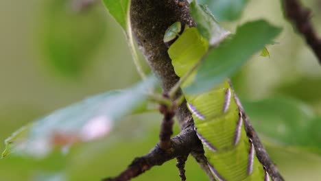 Privet-hawk-moth-caterpillar-crawling-up-a-tree-branch