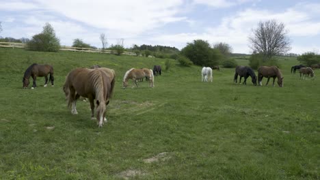 Eine-Schöne-Gruppe-Von-Pferden-Weidet-Und-Frisst-Gras-Auf-Einem-Grünen-Feld-Mit-Bewölktem,-Ruhigem-Hintergrund