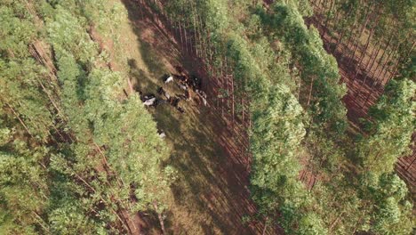 Aerial-view-of-livestock-in-the-integrated-system-Lavoura,-livestock,-forest-1