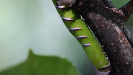 Privet-hawk-moth-caterpillar-crawling-down-a-tree-branch-upside-down