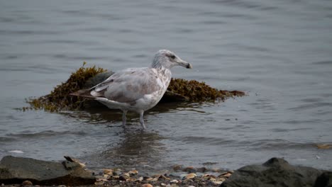 A-seagull-walks-and-feeds-in-shallow-ocean-water-on-a-rocky-shore-as-the-camera-tracks