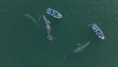 Beautiful-Wildlife-Encounter,-Humpback-Whales-Breaching-by-People-in-Boats---Aerial-Top-Down-View