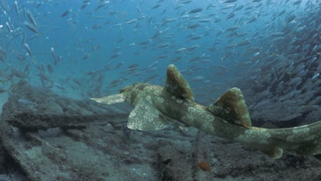 Scuba-diver-following-a-shark-as-it-swims-over-a-sunken-shipwreck