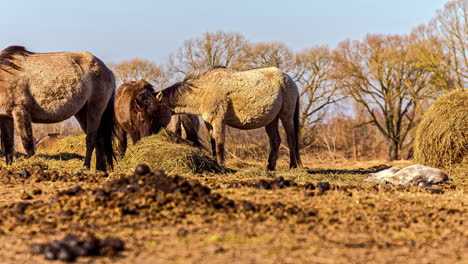 Time-lapse-shot-of-several-horses-eating-hay-in-arid-environment-next-to-a-foal-lying-on-the-ground