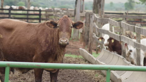 Panning-Slow-Motion-Shot-Of-An-Adult-Brown-Cow-And-Calves-Staring
