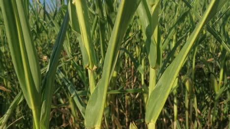 Three-corn-cobs-inside-a-cornfield-underneath-a-blue-sky