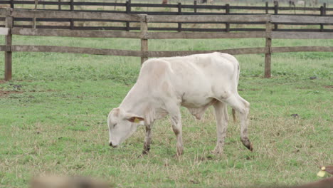 Rotating-Slow-Motion-Shot-Of-A-Young-Cattle-Grazing-And-Walking-In-It's-Enclosure