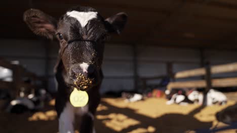 Cute-baby-calf-close-up-of-head-with-tag-around-neck-looking-at-camera,-cattle-barn