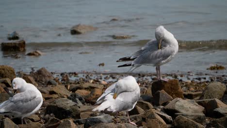 Multiple-seagulls-preen-their-feathers-on-a-rocky-shore-as-small-ocean-waves-ripple-in-the-background