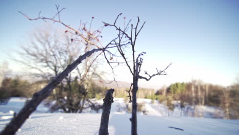 Footage-of-a-beautiful,-snowy,-pine-forest-in-the-mountains-during-the-winter-8
