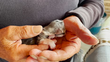 Newborn-baby-kitten-in-old-man's-hands,-closeup