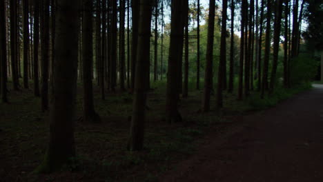 Wide-pov-shot-of-walking-in-a-typical-german-forest-on-a-sunny-evening