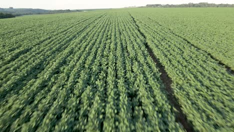 Soybean-plantation-rows,-drone-view
