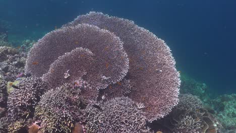 Treiben-über-Große-Tischkorallen-Am-Tropischen-Korallenriff