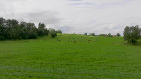 Rebaño-Distante-De-Vacas-Pastando-En-Un-Exuberante-Campo-Verde-En-Un-Rancho-Ganadero,-Aéreo