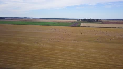 Aerial-view-of-a-large-flock-of-common-cranes-flying-over-the-agricultural-fields,-wildlife,-autumn-bird-migration,-overcast-autumn-day,-wide-angle-tracking-drone-shot-moving-right