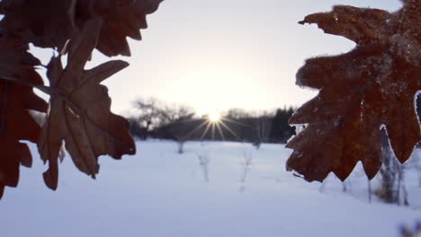 Aufnahmen-Eines-Wunderschönen,-Verschneiten-Pinienwaldes-In-Den-Bergen-Im-Winter-7